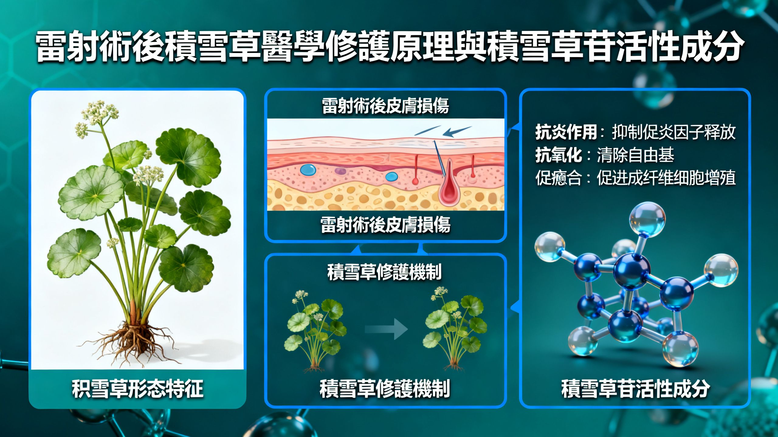 雷射術後積雪草的醫學修護原理與積雪草苷活性成分