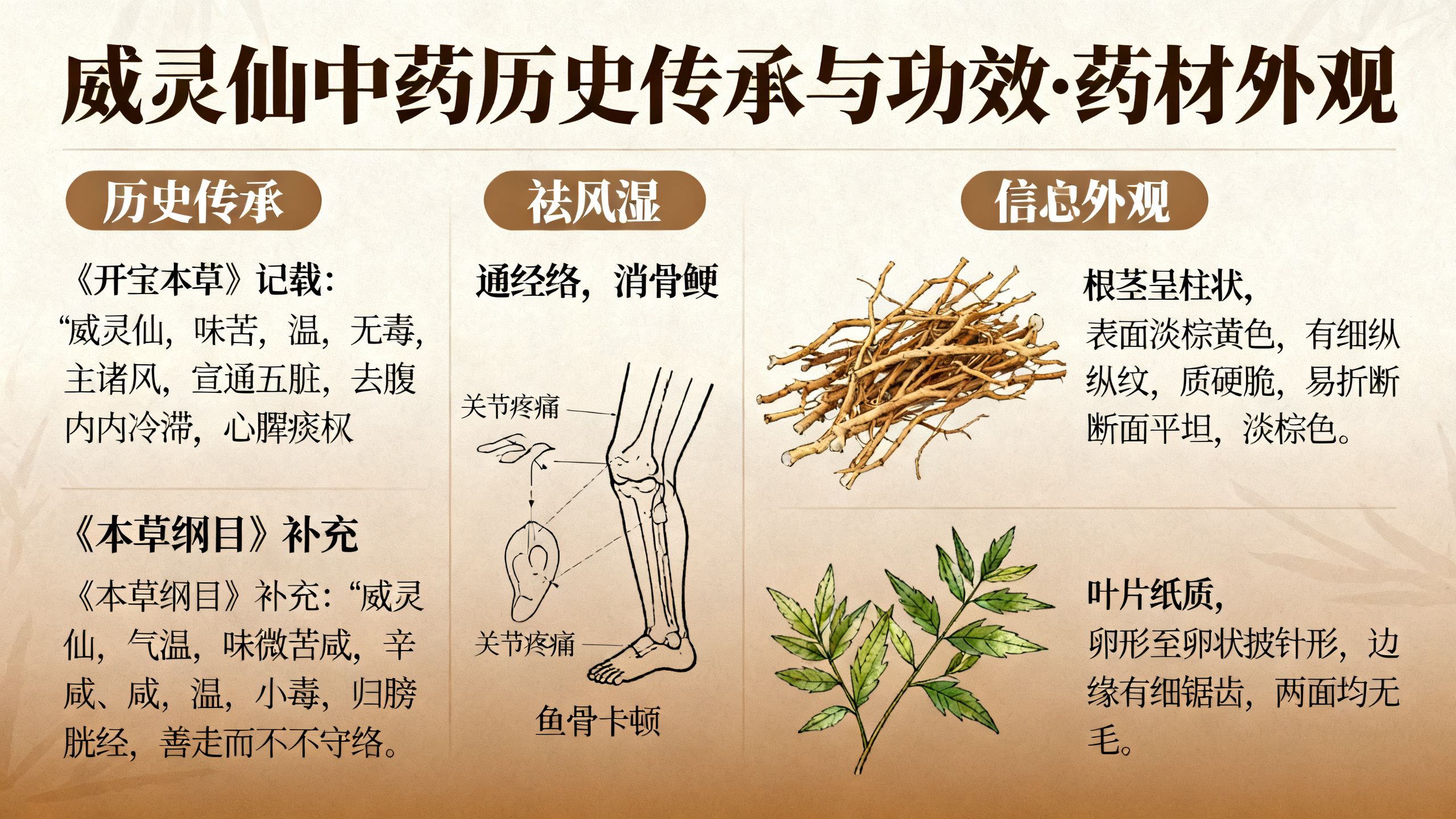 威靈仙中藥與威靈仙功效的歷史傳承與藥材外觀