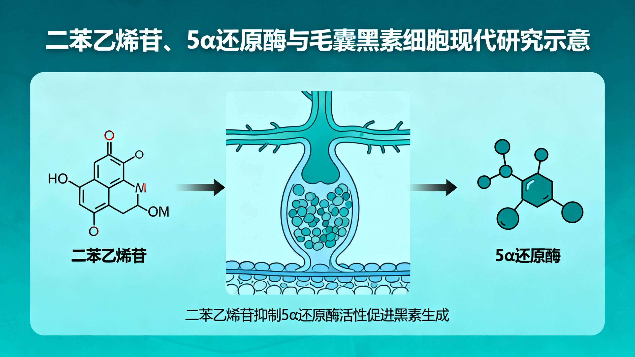 二苯乙烯苷、5α還原酶與毛囊黑素細胞的現代研究示意場景