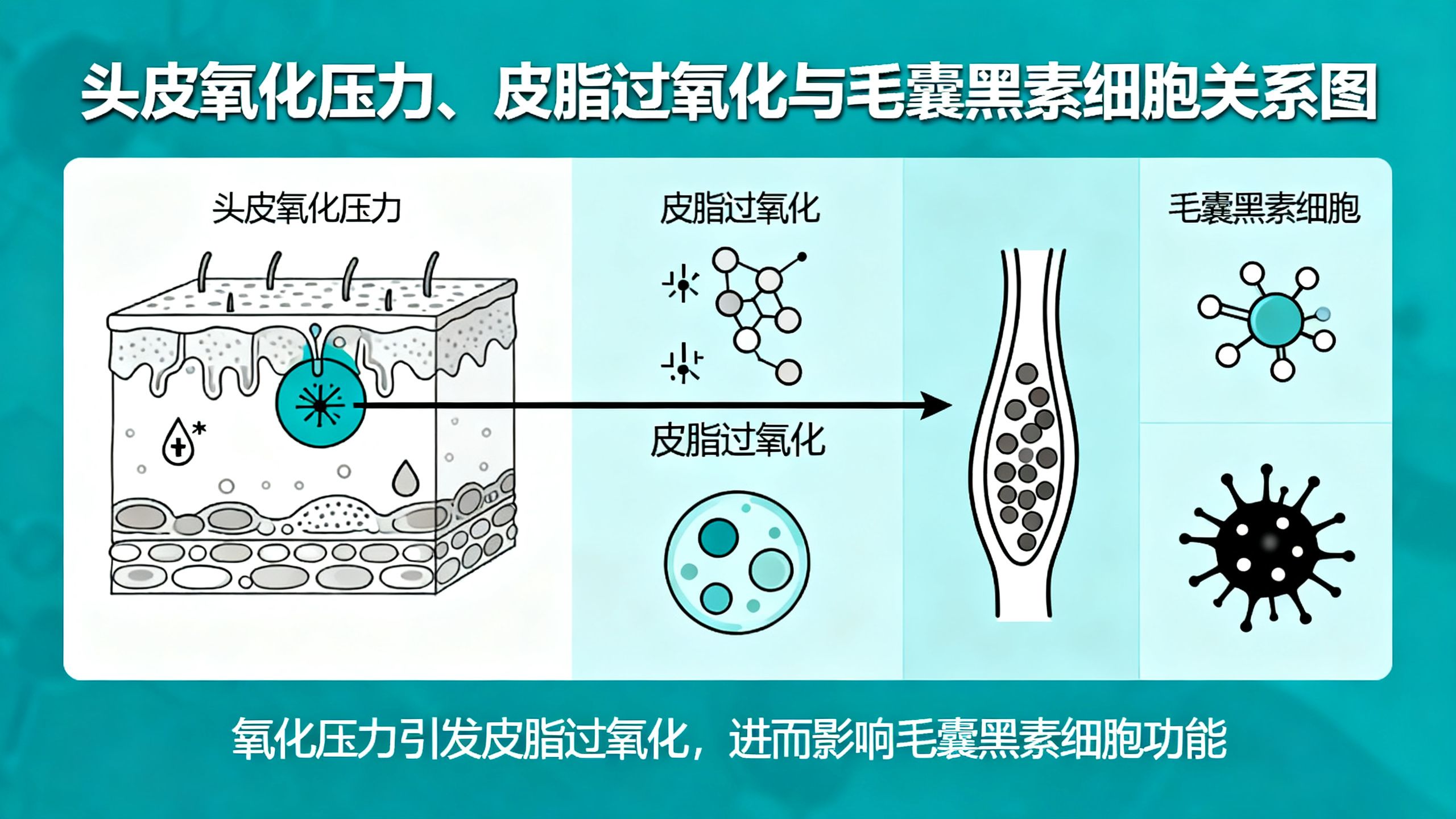 女貞子是什麼