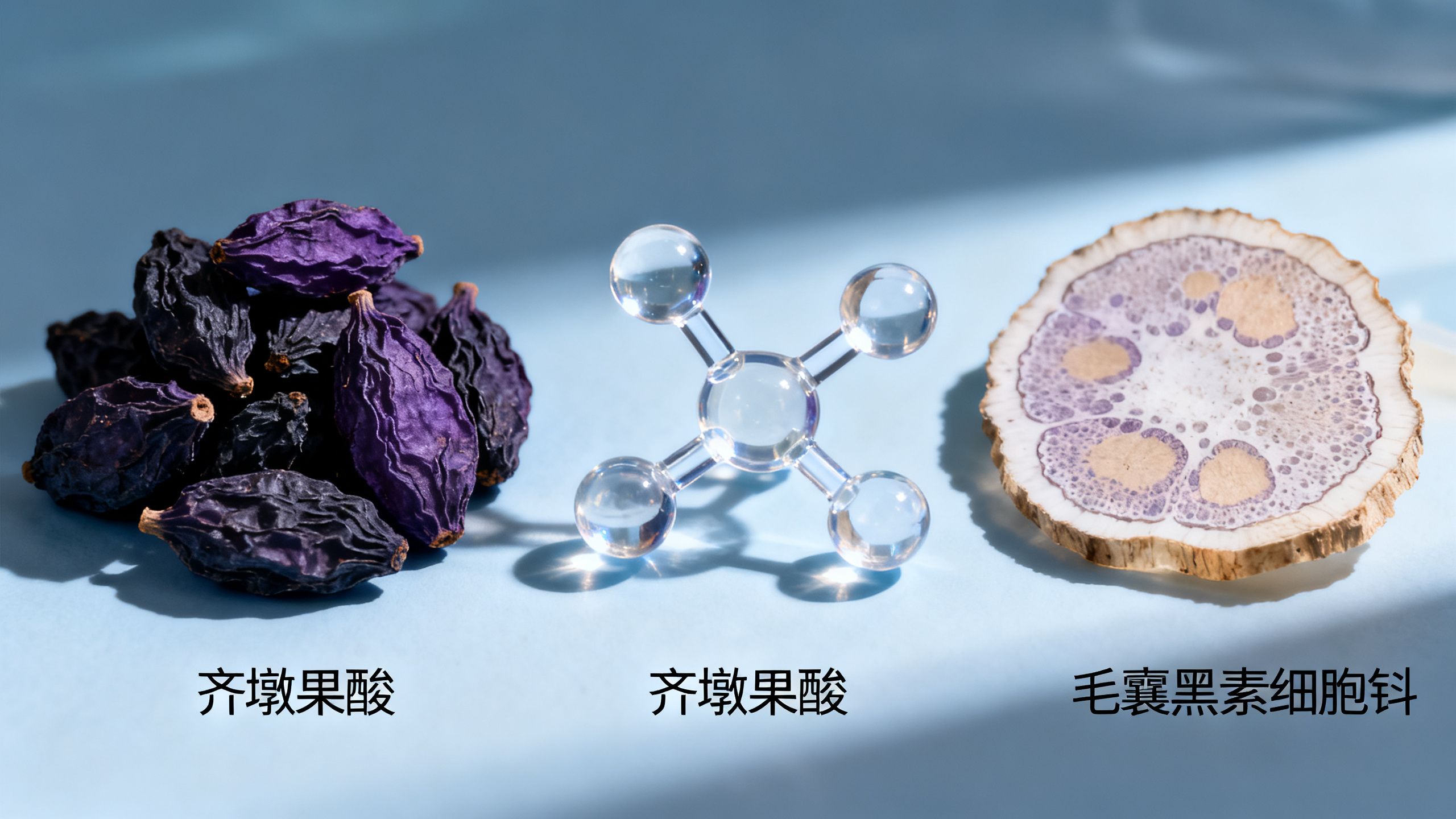 女貞子功效禁忌